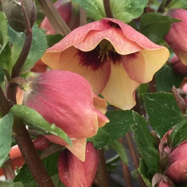 Helleborus: Winter Rose, Lenten Rose — East Bay Nursery